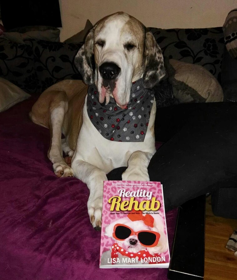 Obi the Great Dane with the prizes he won in the Dudiedog Celebrity Impersonations competition